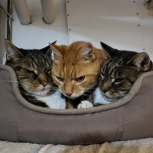 Fundraising Page: Howard Halstead